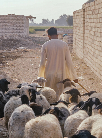 Sheep business